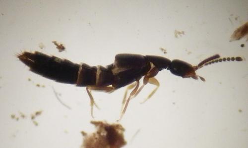 Amischa sp.
